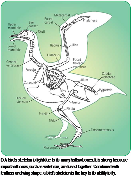Подпись: О A bird's skeleton is light due to its many hollow bones. It is strong because important bones, such as vertebrae, are fused together. Combined with feathers and wing shape, a bird's skeleton is the key to its ability to fly. 