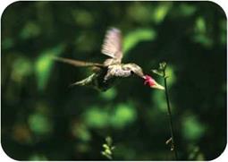 Takeoff, Climbing, and Steering