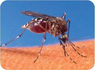 Learning How Insects Fly