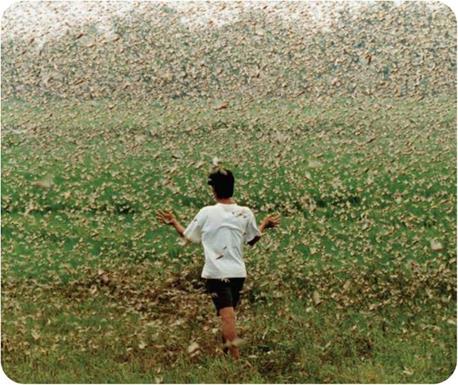 Learning How Insects Fly